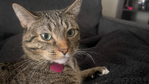 Lost Pet: nala