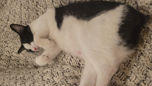 Lost Pet: Hopper