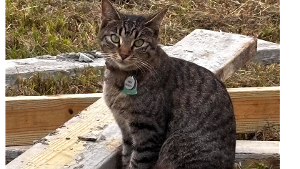 Lost Pet: Jolene