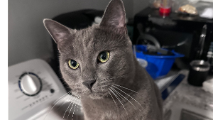 Lost Pet: Romeo 