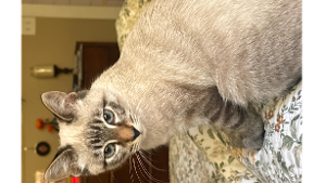 Lost Pet: Soju
