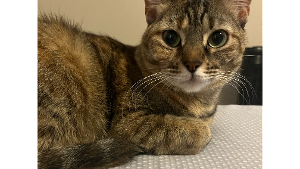 Lost Pet: Layah