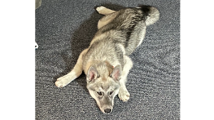 Lost Pet: Jacob