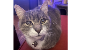 Lost Pet: Mici