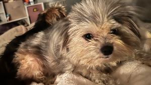 Lost Pet: cooper