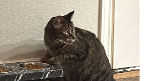 Lost Pet: Phoenix