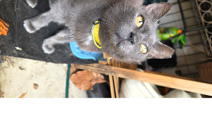 Lost Pet: Lulu