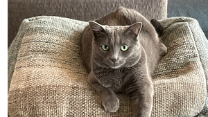 Lost Pet: Willow