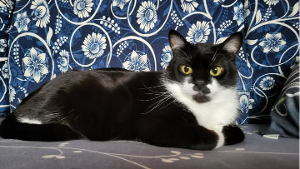 Lost Pet: Harvest Hopper 54506