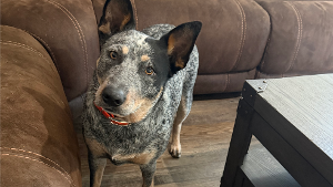 Lost Pet: Piper