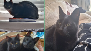 Lost Pet: Binx