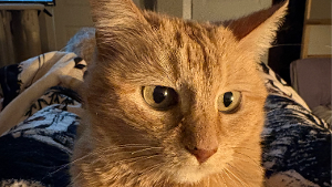 Lost Pet: Ginger