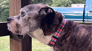 Lost Pet: Opie