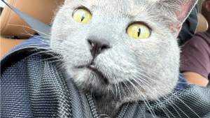 Lost Pet: *ISBELL