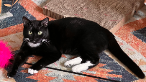 Lost Pet: Bet on Black