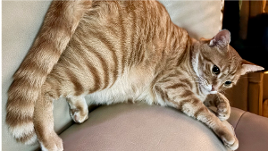 Lost Pet: Mr. Meow