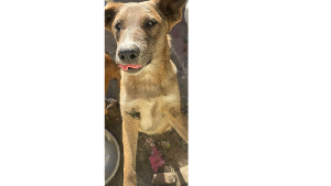 Lost Pet: Cinnamon toast