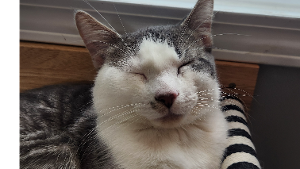 Lost Pet: Sam
