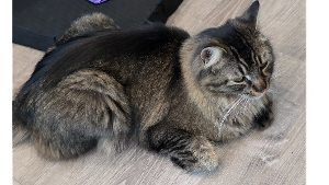 Lost Pet: McDougal