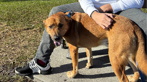 Lost Pet: Apollo