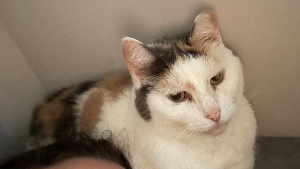 Lost Pet: LILLY