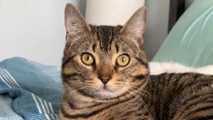 Lost Pet: Ezekiel Marcel Jairam
