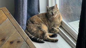 Lost Pet: Lucy McCulloch