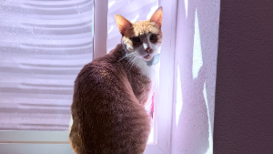 Lost Pet: Oliver