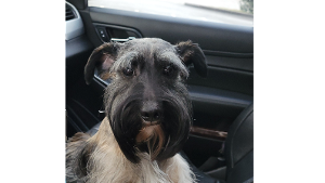 Lost Pet: Milo