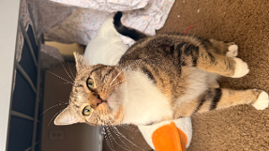Lost Pet: Worthy