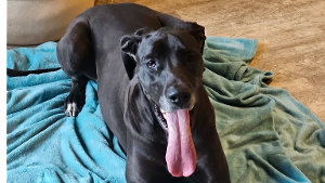 Lost Pet: Sabine