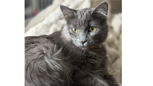 Lost Pet: Bullet