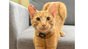 Lost Pet: SOL