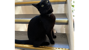 Lost Pet: Sonata