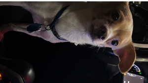 Lost Pet: Chico