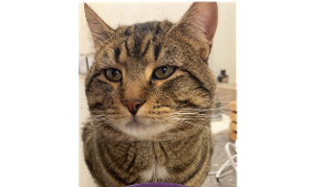 Lost Pet: Leo