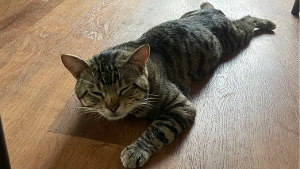 Lost Pet: Gato