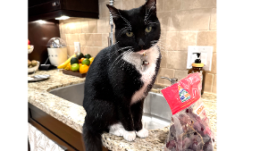 Lost Pet: Penelope