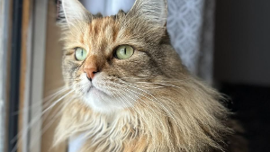 Lost Pet: Mabel