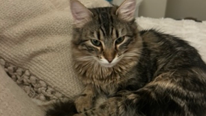 Lost Pet: Kiki