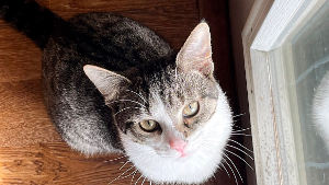 Lost Pet: Zeus