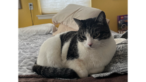 Lost Pet: Stache