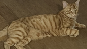 Lost Pet: Tangie