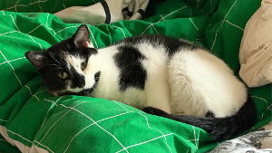 Lost Pet: Licorice