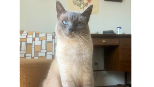 Lost Pet: Micah