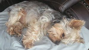 Lost Pet: Peanut