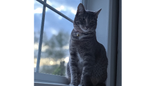 Lost Pet: Violet