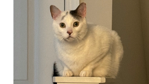 Lost Pet: Ghost