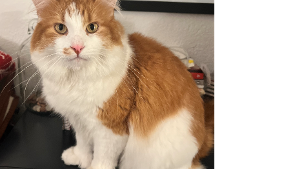 Lost Pet: Fred