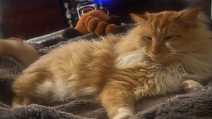 Lost Pet: Nimbus